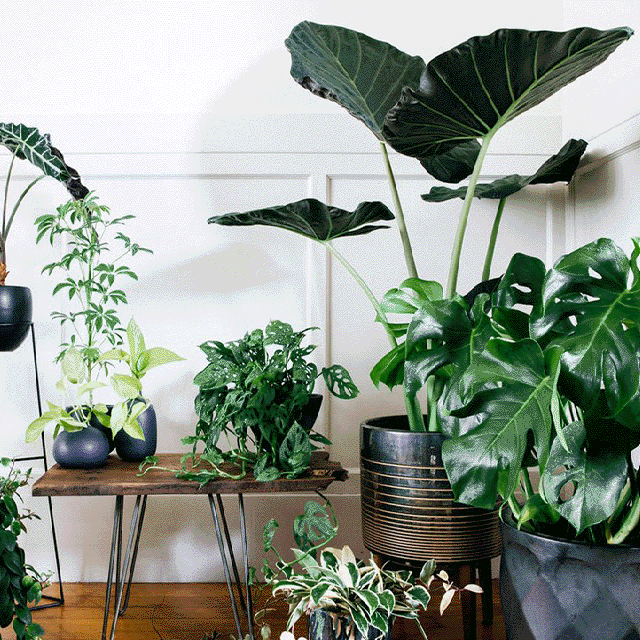 10 نکته دکوراسیونی برای گیاهان آپارتمانی